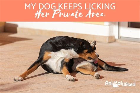 dogs licking pussy|I feel so embarrassed but i need help! i let my dog lick my female ...